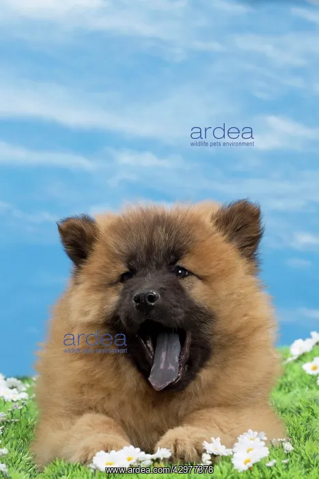  : Dog - Eurasier puppy - yawning