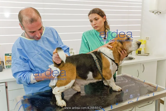 : Dog - being examined by vet - emptying anal glands : Dog - being examined by vet - emptying anal glands
