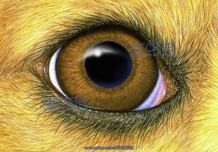 : Dog eye. General eye of canine, showing third eyelid, sclera, iris, pupil, : Dog eye. General eye of canine, showing third eyelid, sclera, iris, pupil,