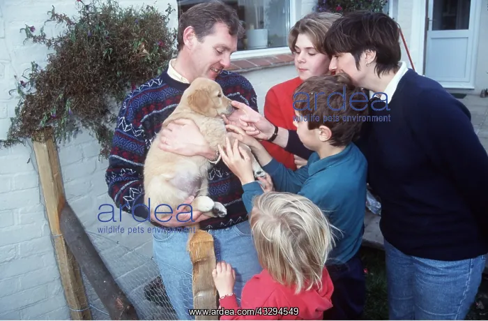 : DOG - family choose pet puppy : DOG - family choose pet puppy