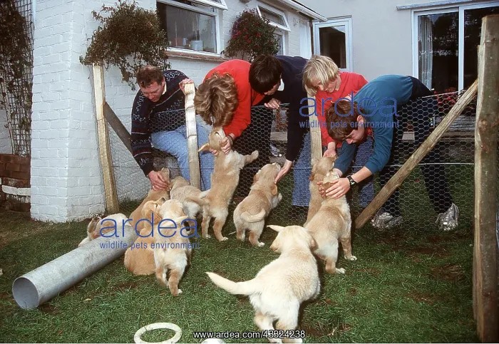 : DOG - family choosing a puppy : DOG - family choosing a puppy