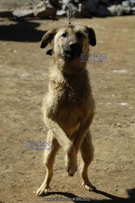 : Dog farm in Moso in Yunnan China : Dog farm in Moso in Yunnan China