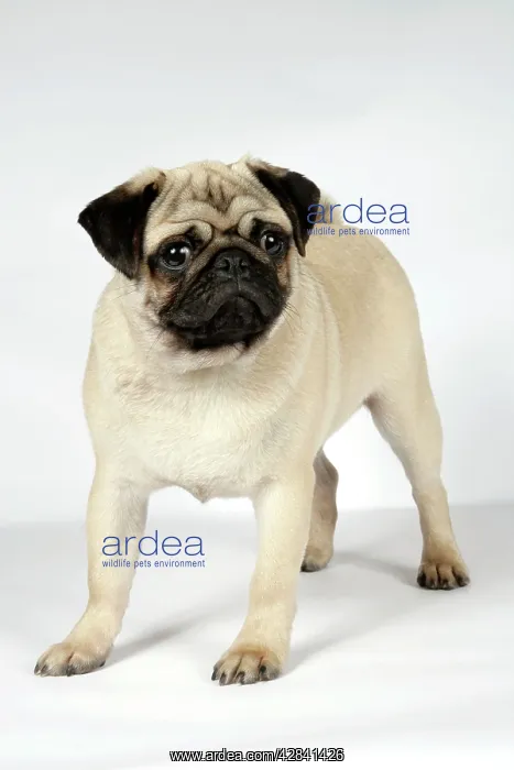 : DOG. Fawn pug : DOG. Fawn pug