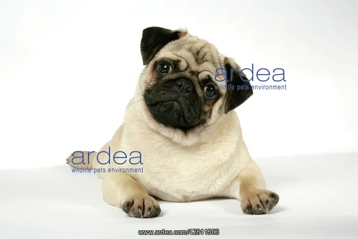  : DOG. Fawn pug