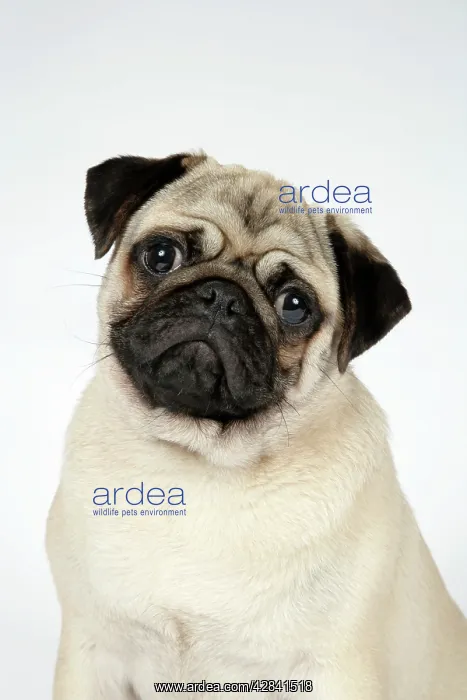 : DOG. Fawn pug : DOG. Fawn pug