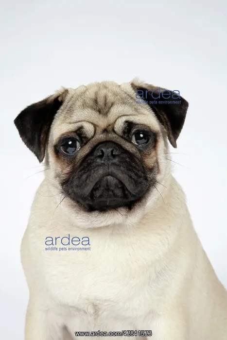: DOG. Fawn pug : DOG. Fawn pug