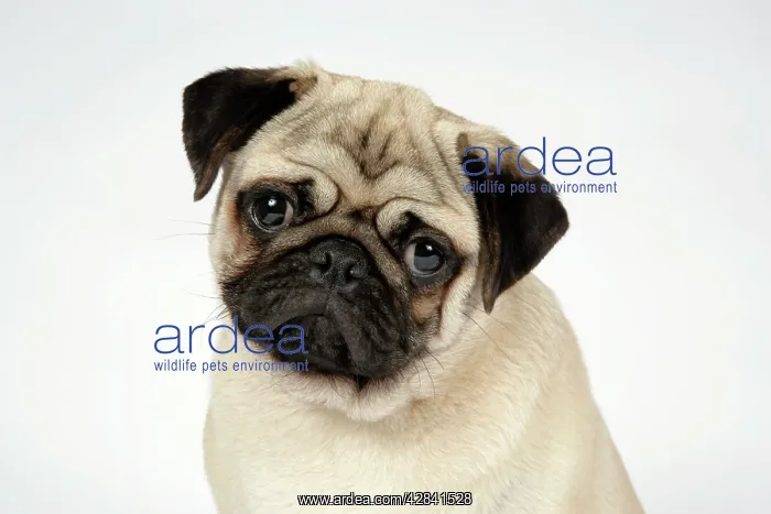 : DOG. Fawn pug : DOG. Fawn pug