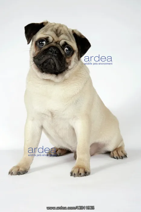 : DOG. Fawn pug : DOG. Fawn pug