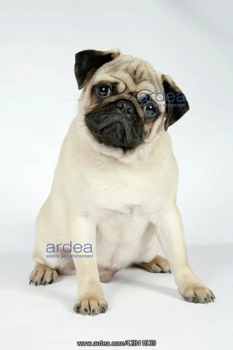 : DOG. Fawn pug : DOG. Fawn pug