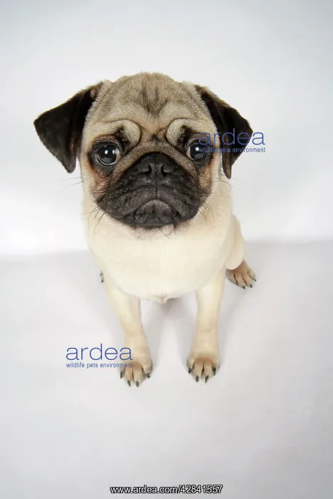 : DOG. Fawn pug : DOG. Fawn pug