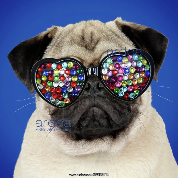 : DOG - Fawn pug : DOG - Fawn pug