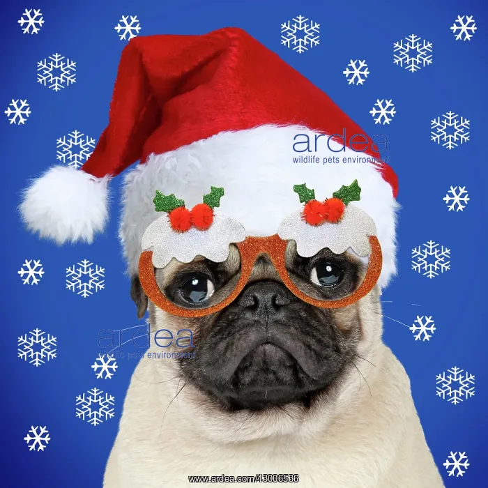 : DOG - Fawn pug : DOG - Fawn pug