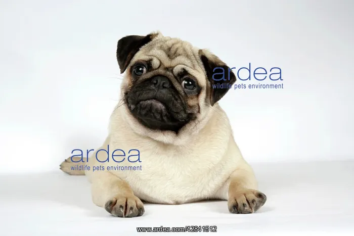 : DOG. Fawn pug lying down : DOG. Fawn pug lying down