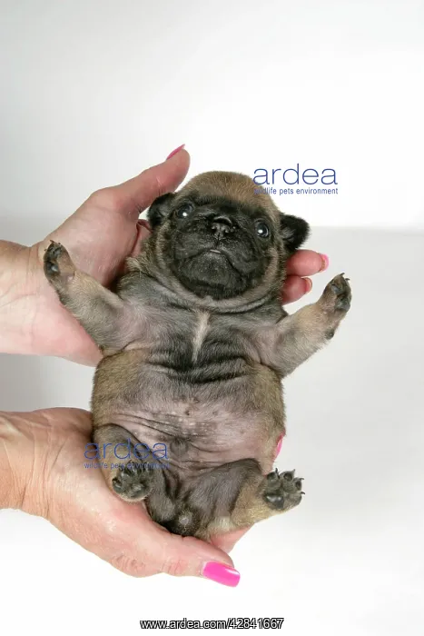 : DOG. Fawn pug puppy (3 weeks old) being held by owner : DOG. Fawn pug puppy (3 weeks old) being held by owner