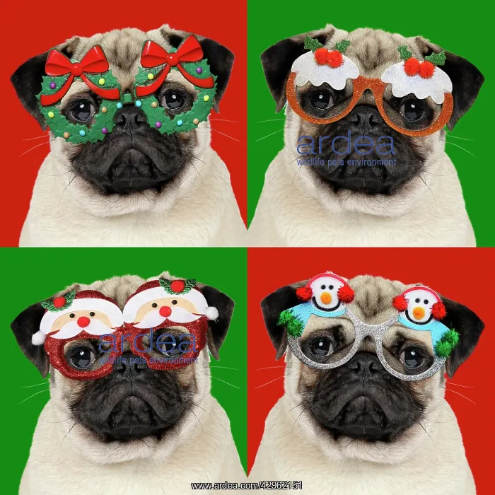: DOG - Fawn pug - four versions wearing Christmas glasses : DOG - Fawn pug - four versions wearing Christmas glasses