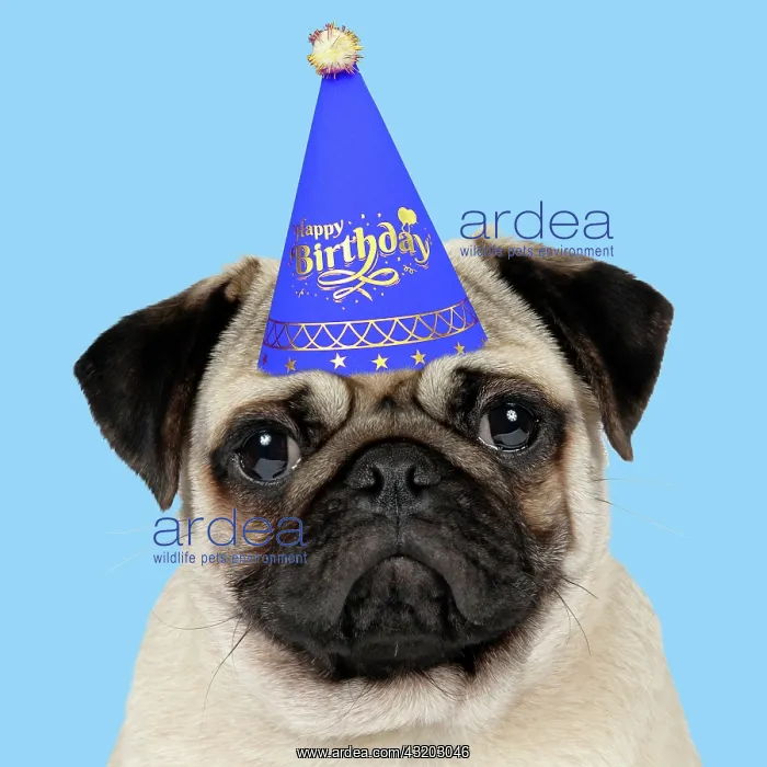 : DOG, Fawn pug wearing a blue birthday party hat : DOG, Fawn pug wearing a blue birthday party hat