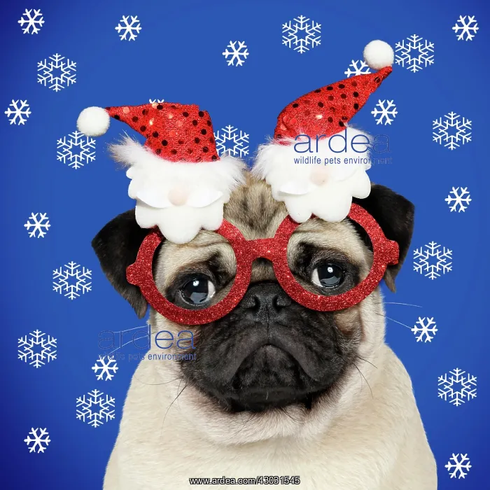  : Dog, Fawn pug, wearing Christmas glasses