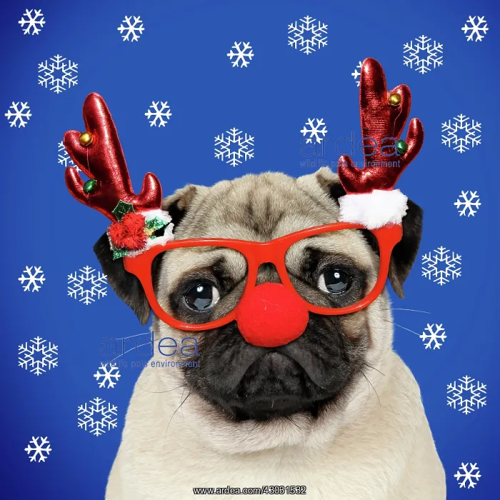 : Dog, Fawn pug, wearing Christmas glasses with reindeer : Dog, Fawn pug, wearing Christmas glasses with reindeer
