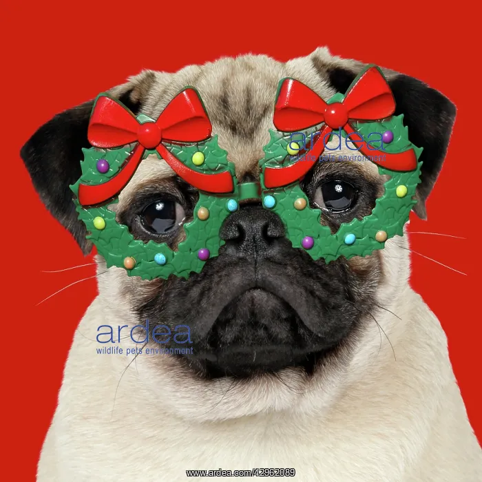 : DOG - Fawn pug - wearing Christmas holly glasses : DOG - Fawn pug - wearing Christmas holly glasses