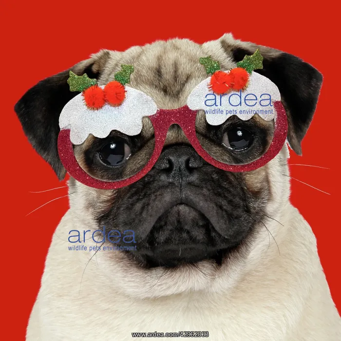  : DOG - Fawn pug - wearing Christmas pudding glasses