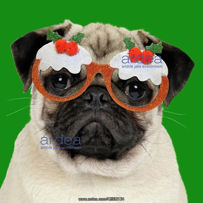 : DOG - Fawn pug - wearing Christmas pudding glasses : DOG - Fawn pug - wearing Christmas pudding glasses