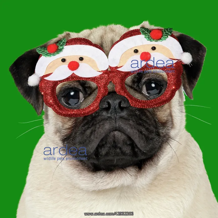 : DOG - Fawn pug - wearing Christmas Santa Claus glasses : DOG - Fawn pug - wearing Christmas Santa Claus glasses