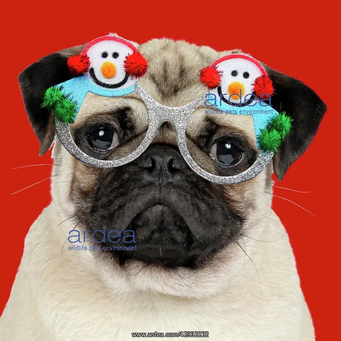 : DOG - Fawn pug - wearing Christmas snowman glasses : DOG - Fawn pug - wearing Christmas snowman glasses