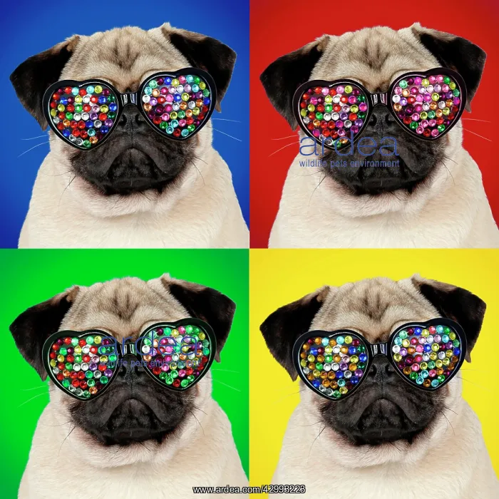 : DOG - Fawn pug - wearing disco sun-glasses : DOG - Fawn pug - wearing disco sun-glasses