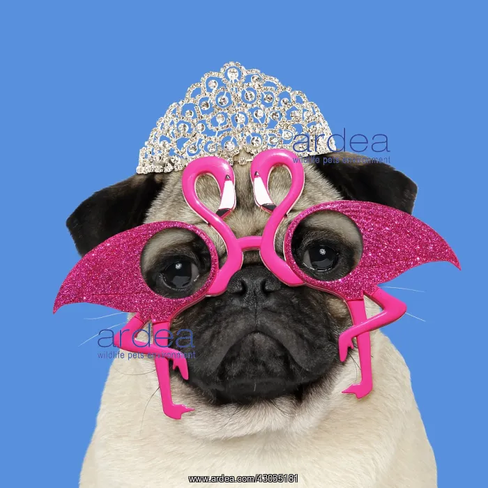 : DOG, Fawn pug wearing flamingo sun-glasses and tiara : DOG, Fawn pug wearing flamingo sun-glasses and tiara