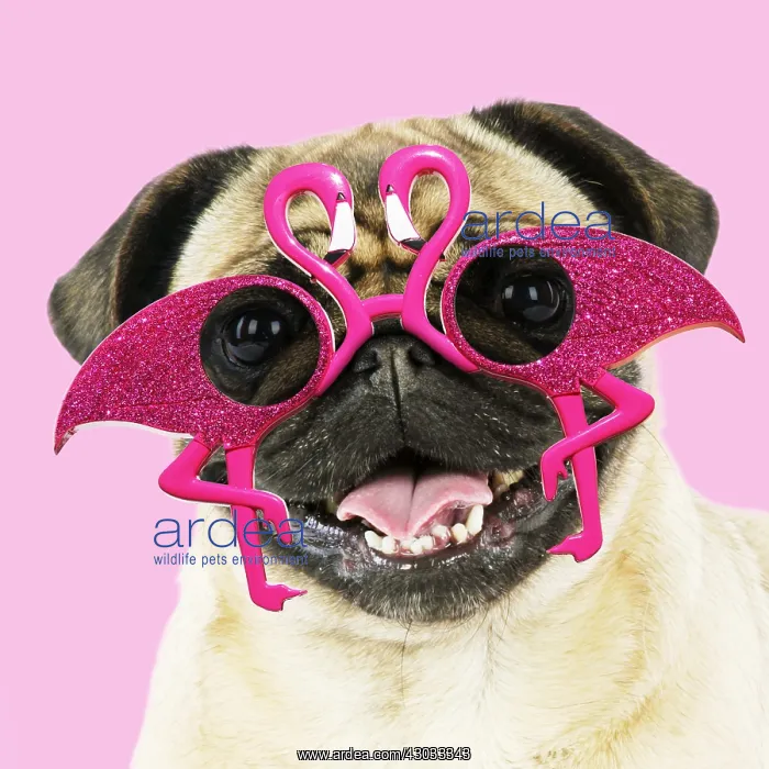 : DOG. Fawn pug - wearing flamingo sunglasses Digital : DOG. Fawn pug - wearing flamingo sunglasses Digital