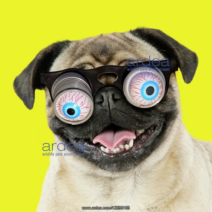 : DOG. Fawn pug - wearing googly eye joke glasses : DOG. Fawn pug - wearing googly eye joke glasses