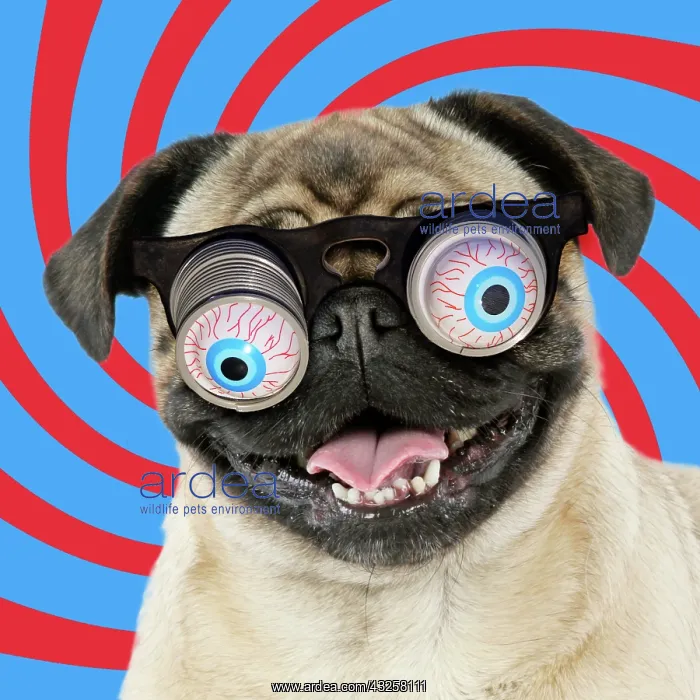: DOG. Fawn pug - wearing googly eye joke glasses : DOG. Fawn pug - wearing googly eye joke glasses