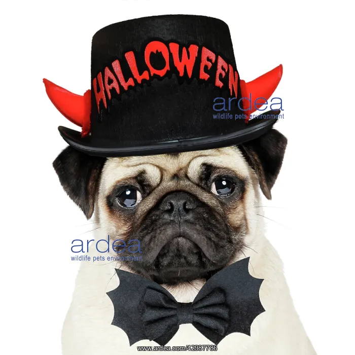 : DOG. Fawn pug wearing Halloween hat and bow tie : DOG. Fawn pug wearing Halloween hat and bow tie
