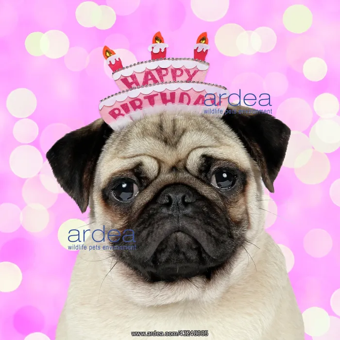 : DOG, Fawn pug wearing a Happy Birthday hat : DOG, Fawn pug wearing a Happy Birthday hat