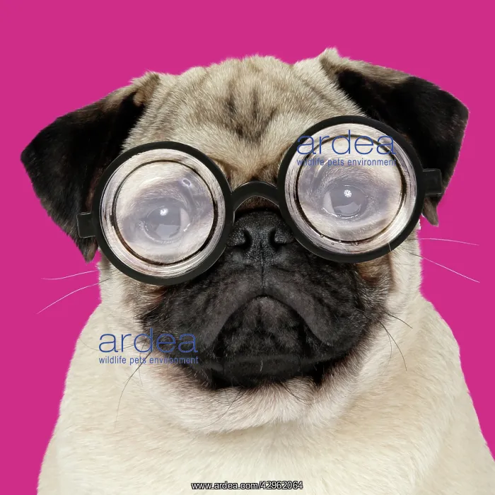 : DOG - Fawn pug - wearing thick lens glasses : DOG - Fawn pug - wearing thick lens glasses