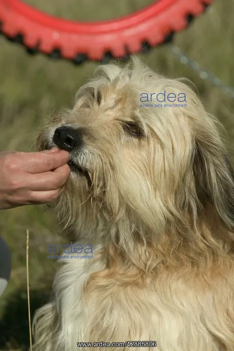  : Dog - being fed reward by owner