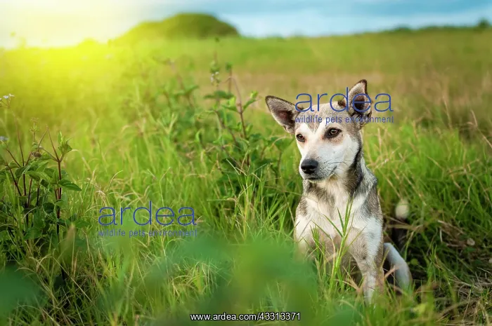 : A dog in the field, Close up of a dog in the field : A dog in the field, Close up of a dog in the field