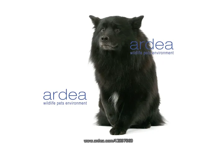  : Dog - Finnish Lapland Dog