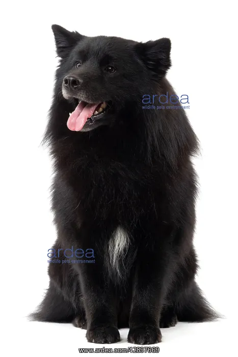  : Dog - Finnish Lapland Dog