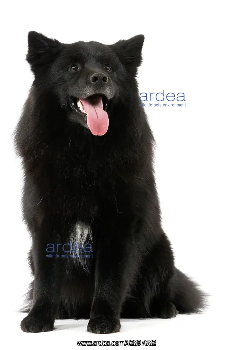  : Dog - Finnish Lapland Dog