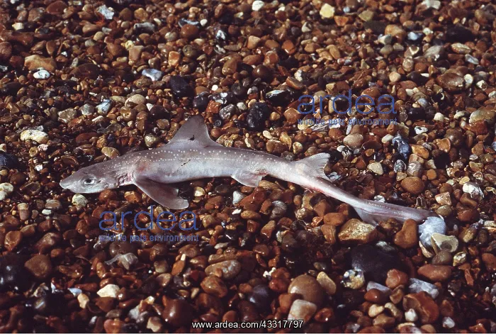  : DOG FISH - Dead on beach