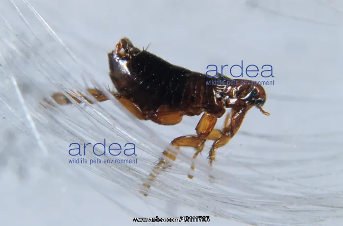 : Dog flea (Ctenophalides canis) on hair : Dog flea (Ctenophalides canis) on hair