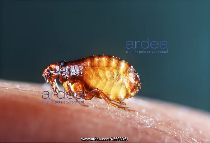 : DOG FLEA : DOG FLEA