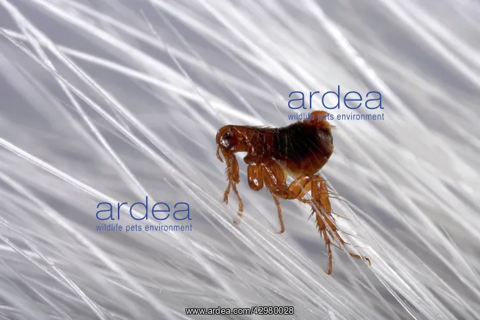 : Dog flea - on dog's hair : Dog flea - on dog's hair