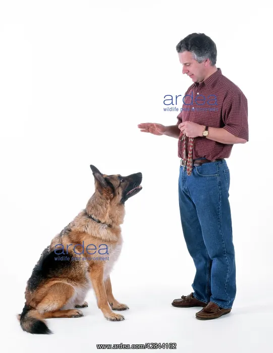  : Dog - following sit command