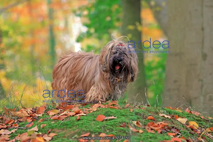 : Dog in the forest, Lhasa Apso, Arnsberg, North Rhine-Westpha : Dog in the forest, Lhasa Apso, Arnsberg, North Rhine-Westpha