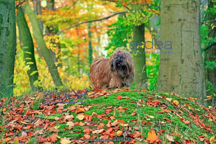 : Dog in the forest, Lhasa Apso, Arnsberg, North Rhine-Westpha : Dog in the forest, Lhasa Apso, Arnsberg, North Rhine-Westpha