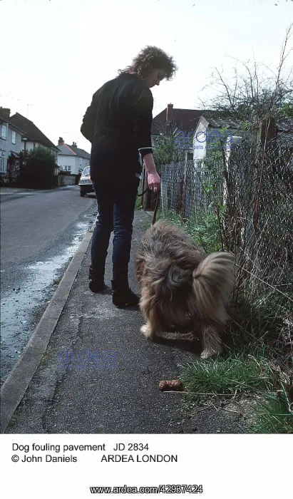  : DOG - fouling pavement