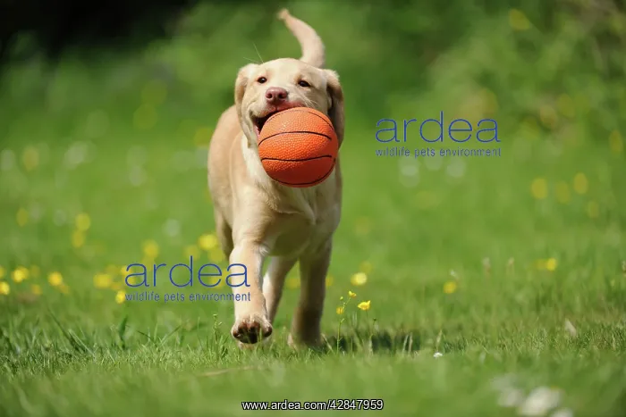 : Dog - Fox Red Labrador - puppy running in garden : Dog - Fox Red Labrador - puppy running in garden