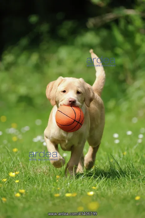 : Dog - Fox Red Labrador - puppy running in garden : Dog - Fox Red Labrador - puppy running in garden